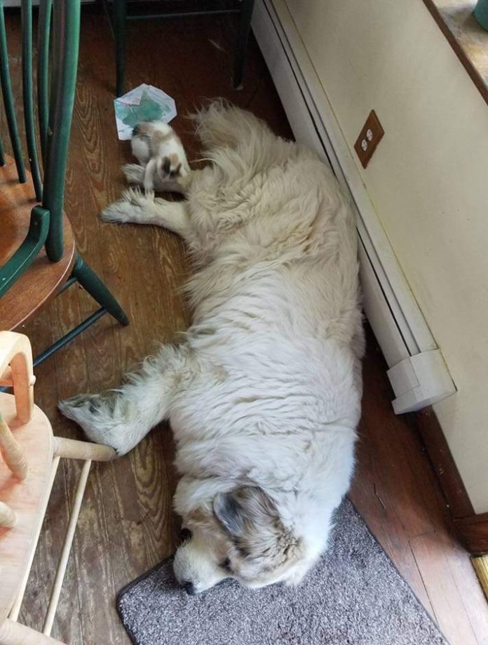 Bubbles as a Kitten rolling on Cookie Dog