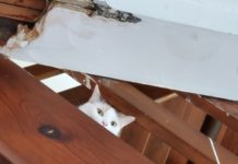 Bubbles and Heart: The Guardians of Heightened Perspectives S1E14 Bubbles hidden eyes from above